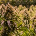 Cannabis Flowers In Field With Sunshine Flipped 1 - Mountain Vaporz