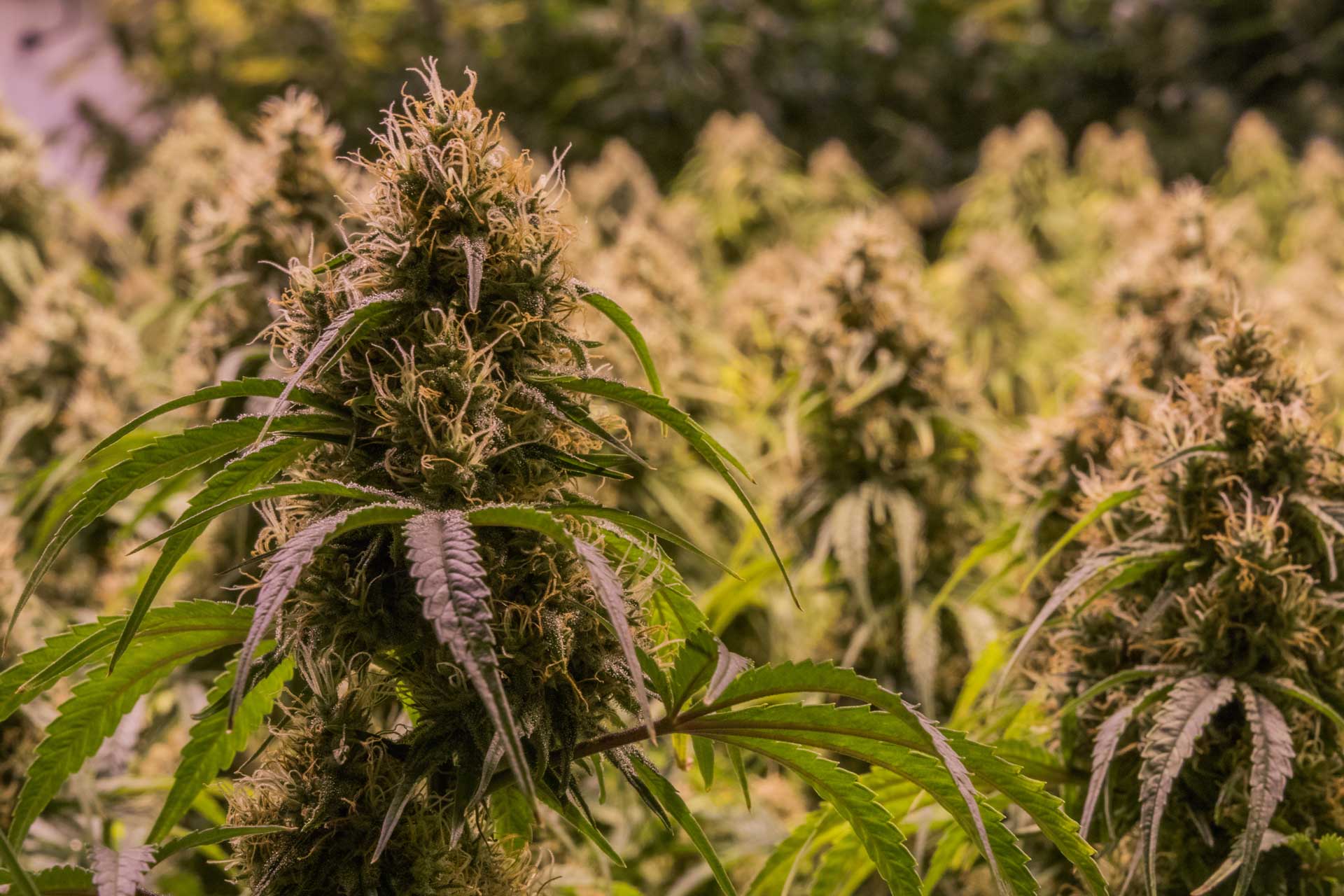 Cannabis Flowers In Field With Sunshine Flipped 1 - Mountain Vaporz