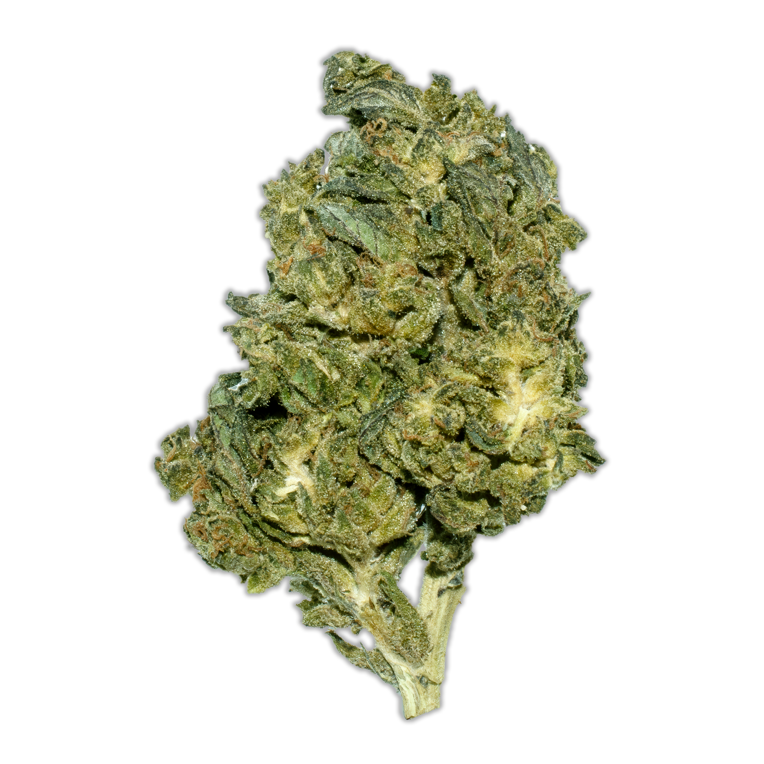 Gelato-Caramel-(Product)-Trans Gelato Caramelz - Image 1